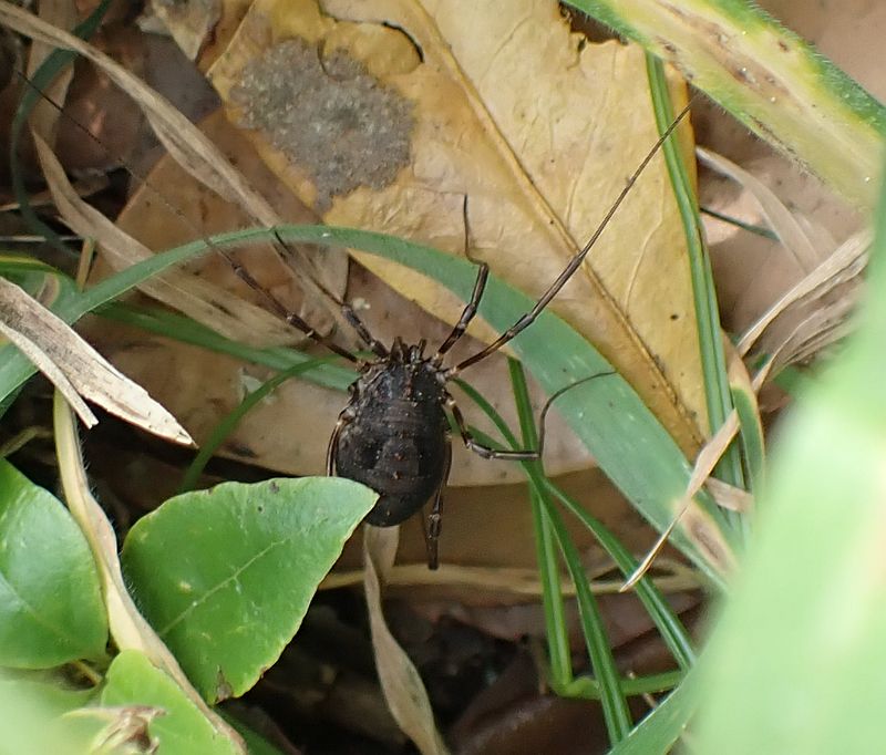 ゴホントゲザトウムシ 虫愛づる記録
