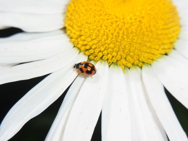 �ҥᥫ��Υ��ƥ�ȥ�2