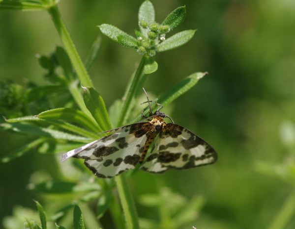 �ҥ�ޥ��饨�����㥯2