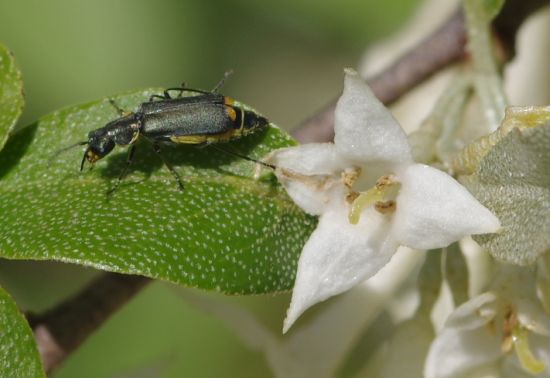 �ĥޥ��������祦������ɥ�5