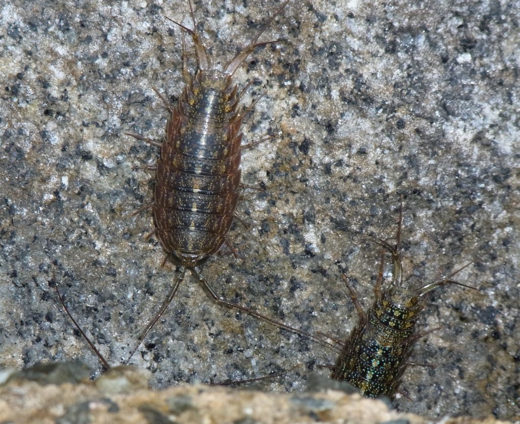 フナムシ 虫愛づる記録