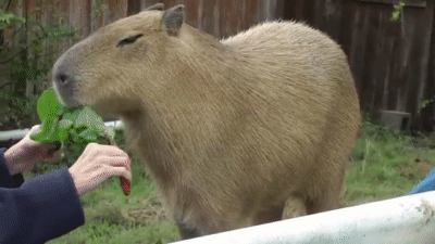 道路に犬がいる とくだらない通報を受けた警察官 捕獲作業中に老人の車に轢かれ犬死に News Car Multi Information