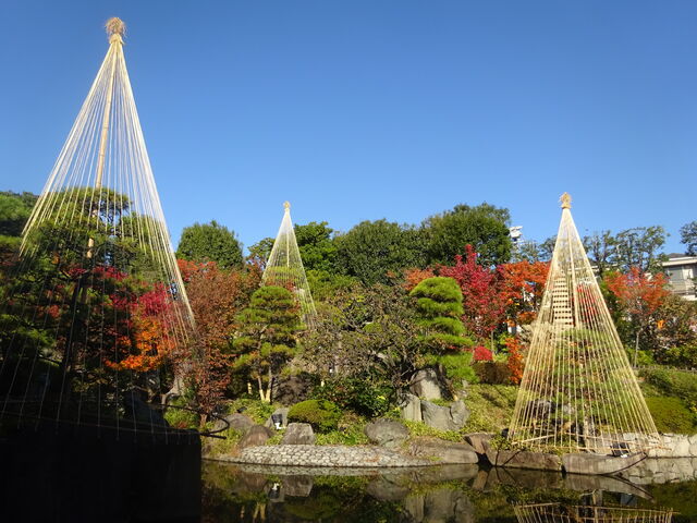 紅葉盛りの目白庭園 ３次元計測の檸檬