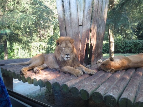 carnival_chorus_20150922_006