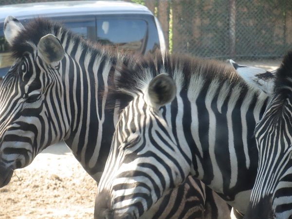 carnival_chorus_20150922_005