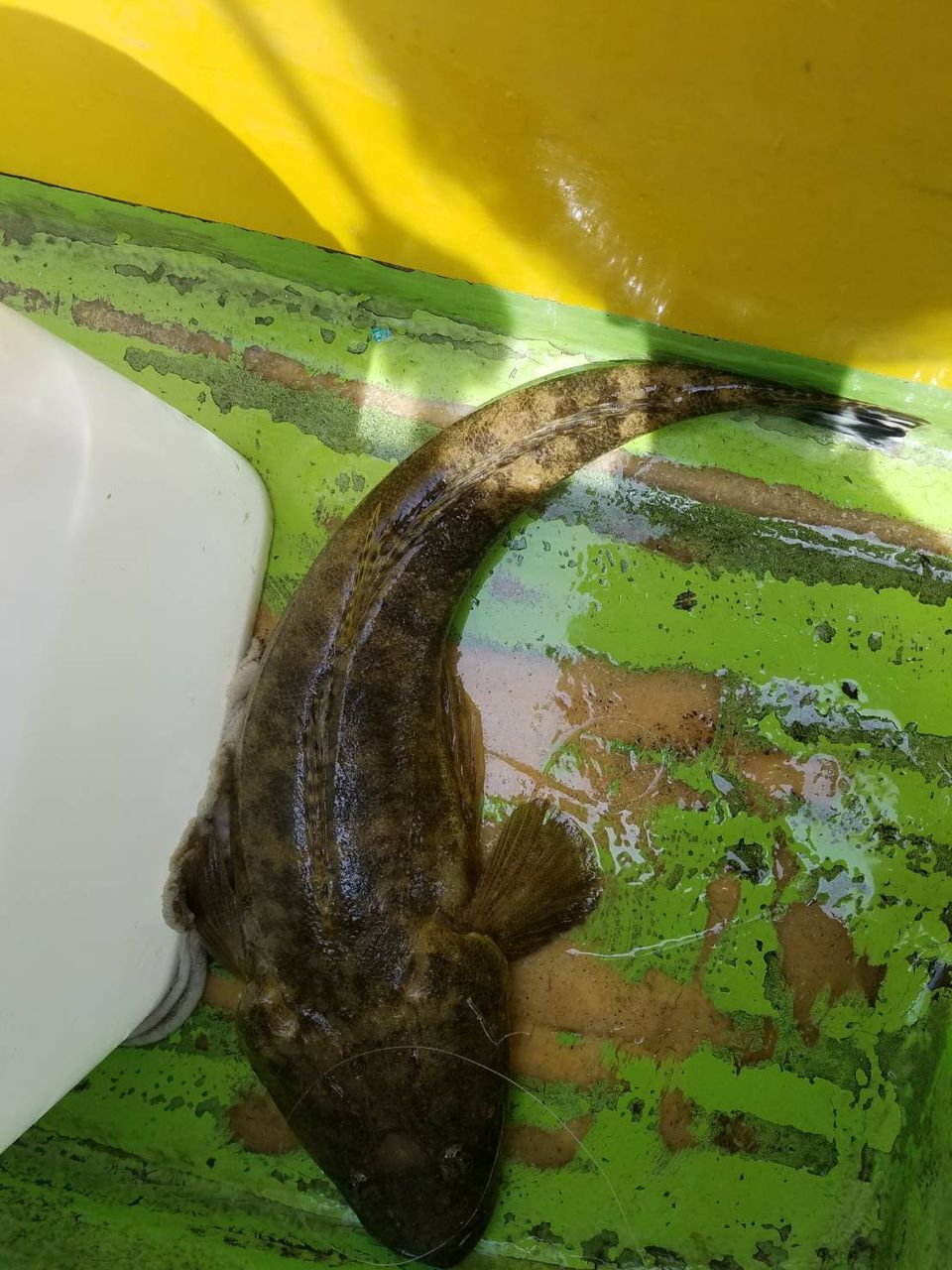 マゴチ アジ船出ました Caro とと 魚 Clubのblog マゴチ アジ船出ました Caro とと 魚 Clubのblog