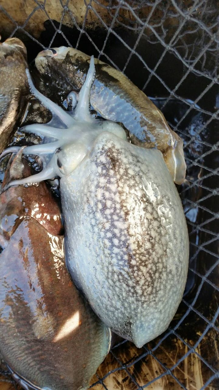 お魚クイズ イカだけど Caro とと 魚 Clubのblog お魚クイズ イカだけど Caro とと 魚 Clubのblog