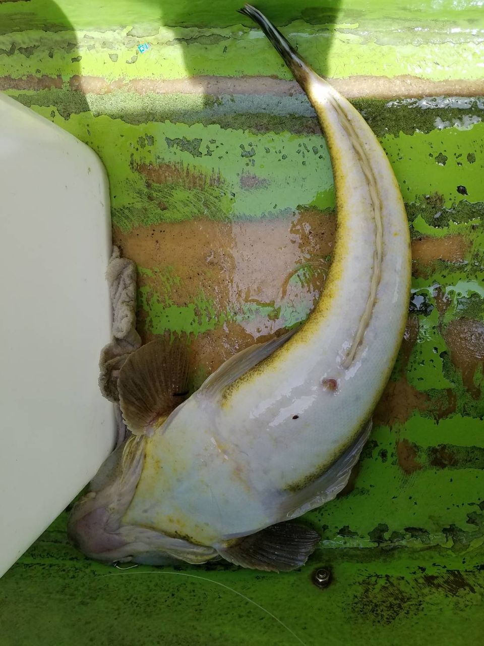 マゴチ アジ船出ました Caro とと 魚 Clubのblog マゴチ アジ船出ました Caro とと 魚 Clubのblog