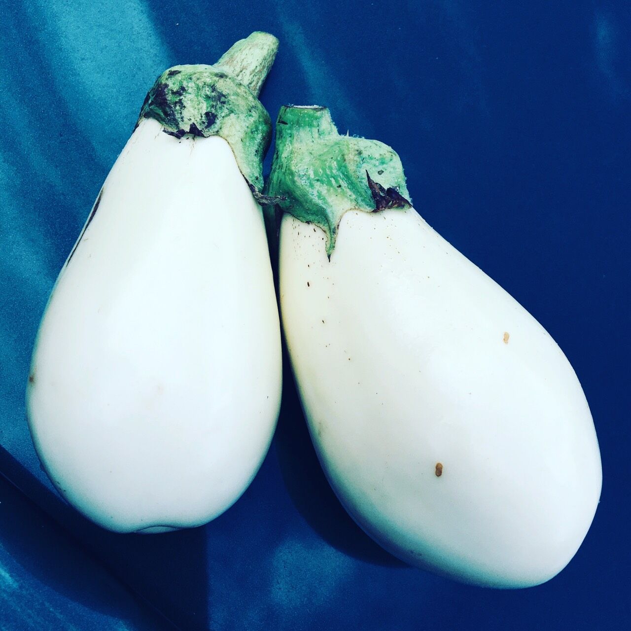 白なすの出荷です Byカーロファーム Caro とと 魚 Clubのblog