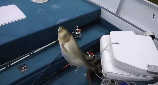 アジアンカープ_01