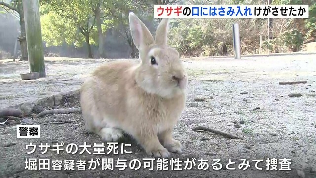 うさぎ