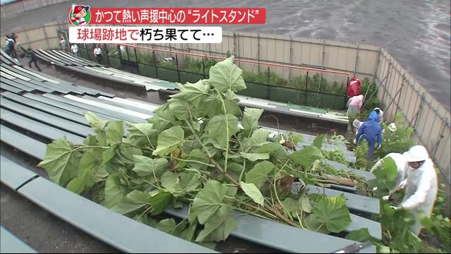 広島市民球場跡地雑草