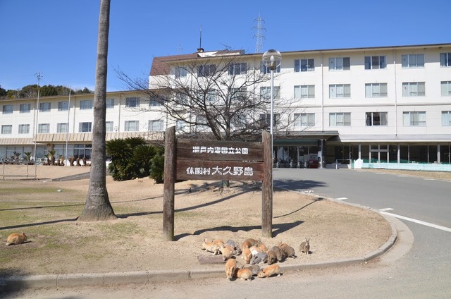 ウサギ島_05