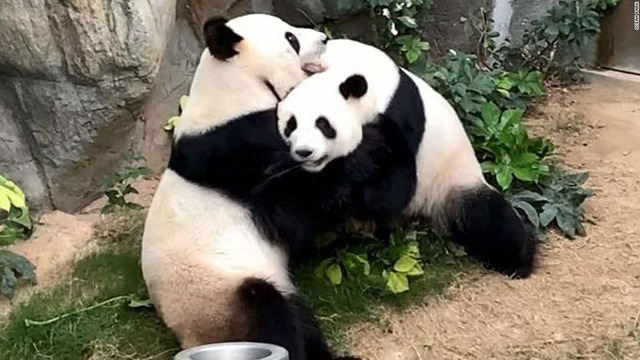 パンダ_自然交配_新型コロナウイルス