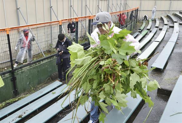 旧広島市民球場ライトスタンド草刈り