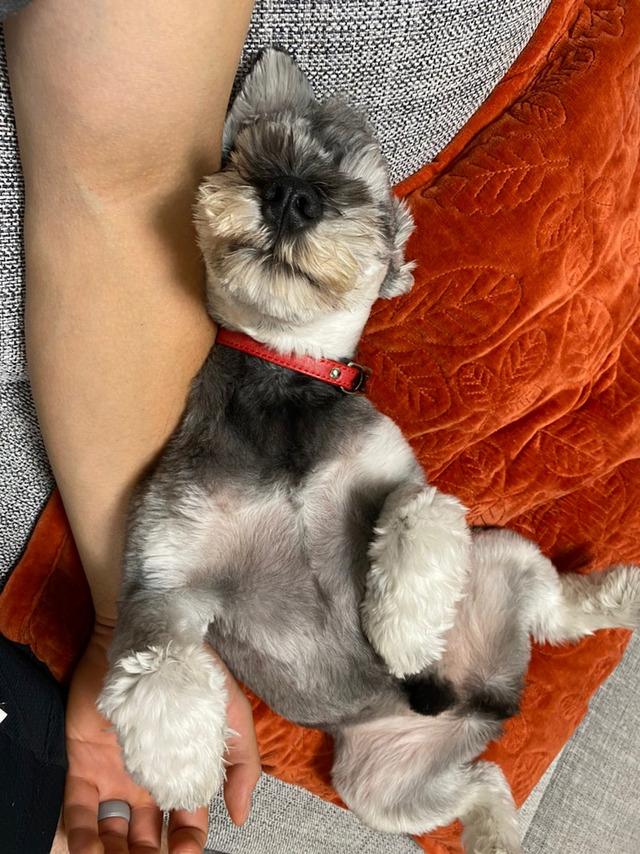 カープ鈴木誠也_愛犬