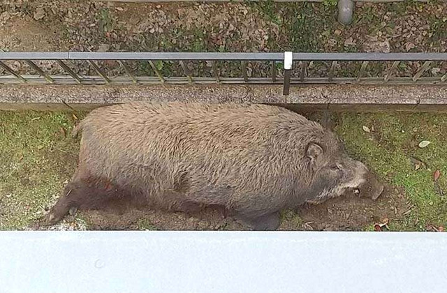 広島市安佐北区イノシシ2頭吹き矢で眠らせ捕獲