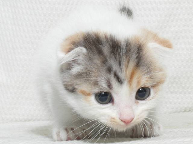 猫_かわいい