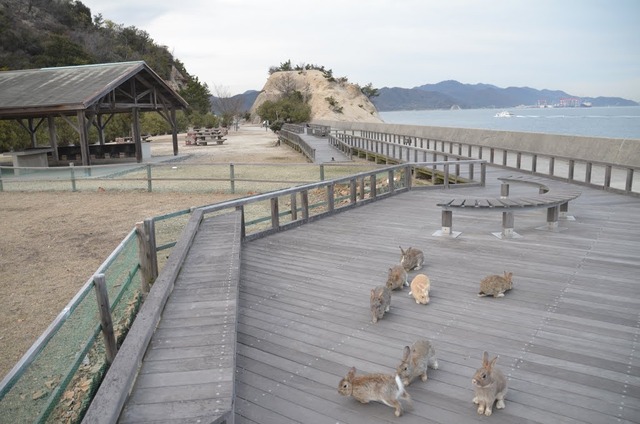 ウサギ島_06