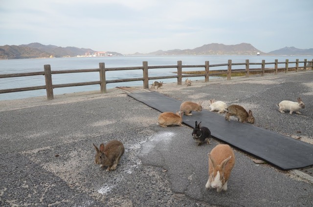 ウサギ島_02
