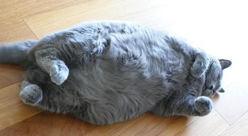 デブ猫