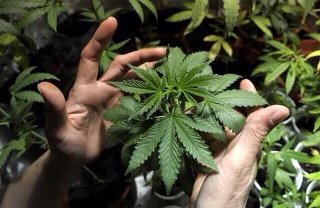 大麻