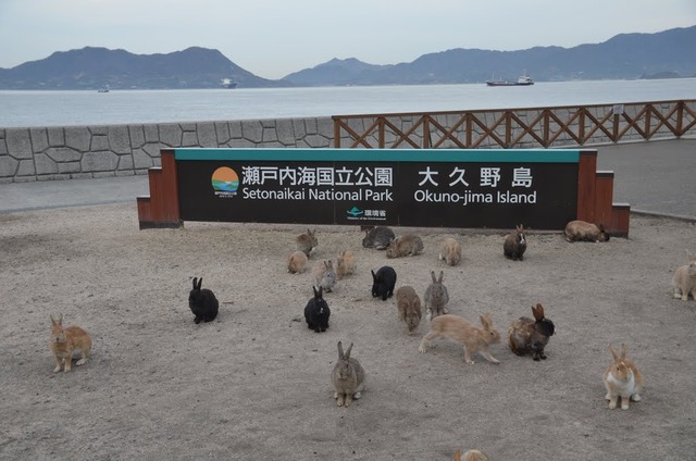 ウサギ島_01
