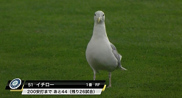 イチロー_ハト
