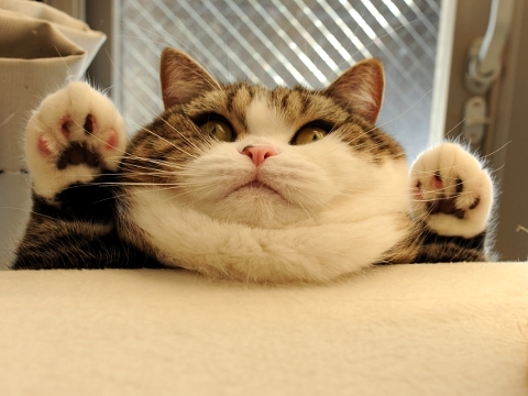 デブ猫_02