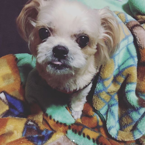 中村祐太愛犬マロン