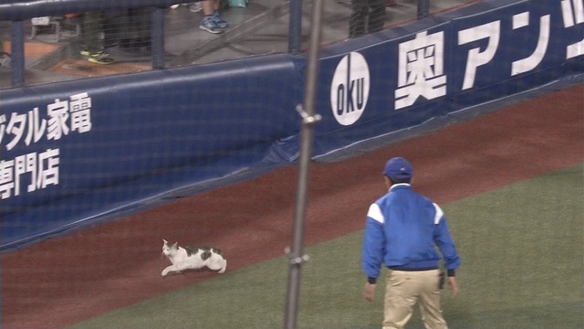 横浜スタジアム猫