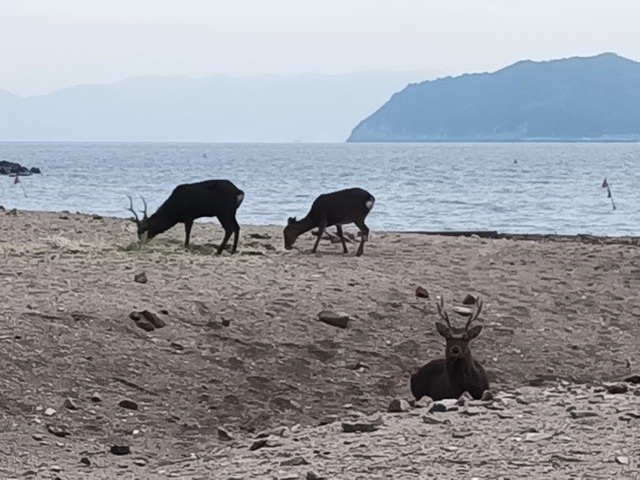 広島県の宇治島(無人島)のクジャク絶滅寸前
