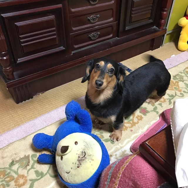 野村祐輔_実家_犬