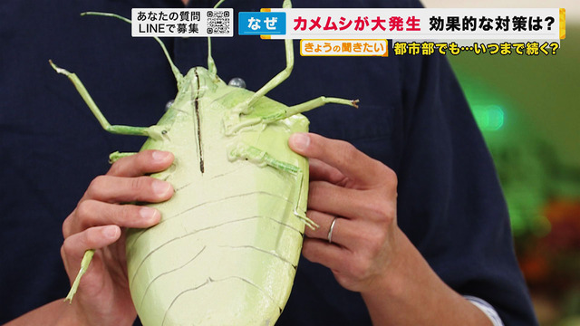 マツダスタジアムカメムシ大量発生