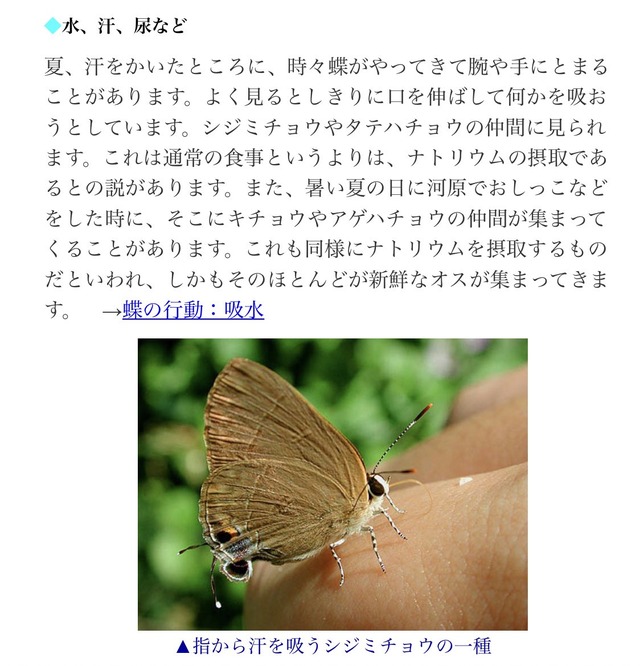 菊池保則_アゲハ蝶_02
