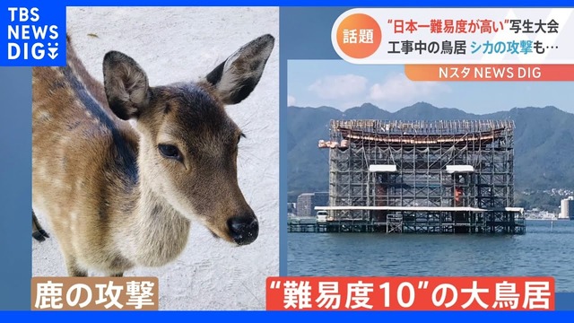 広島県・宮島写生大会、工事中＆シカの攻撃