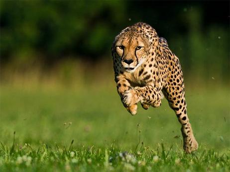 o04620346cheetah-world-speed-record-set_57554_big