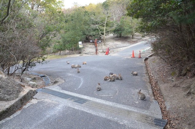 ウサギ島_03