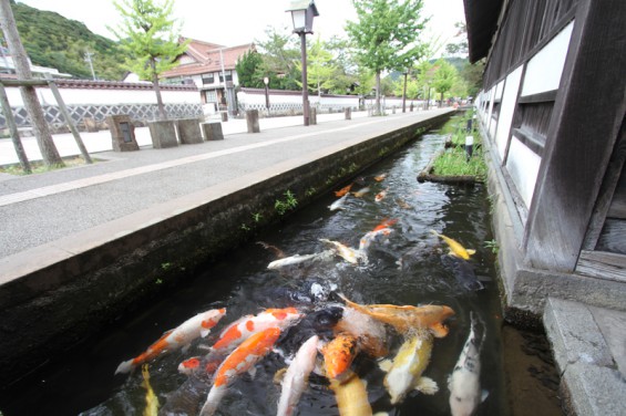 津和野_鯉