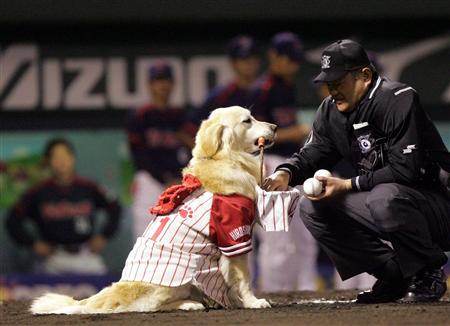 ベースボール犬_ミッキー