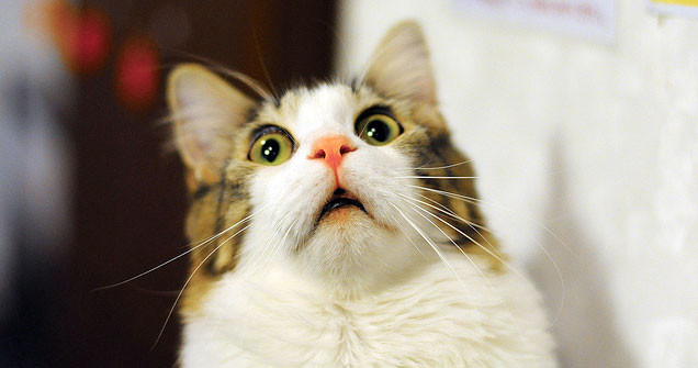 猫_驚く
