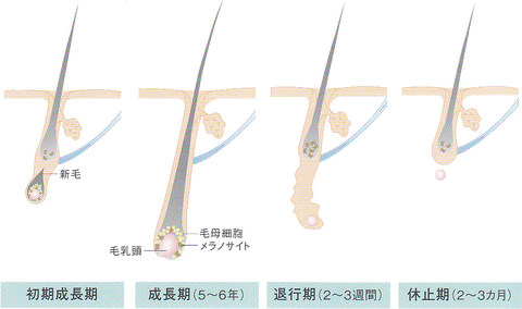紙の一生 ヘアサイクル