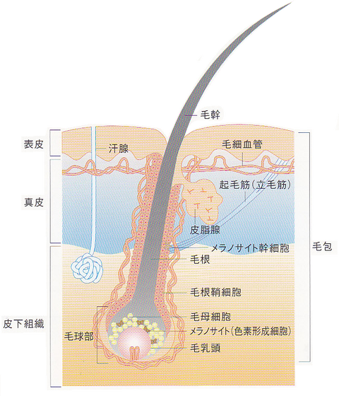 頭皮断面　