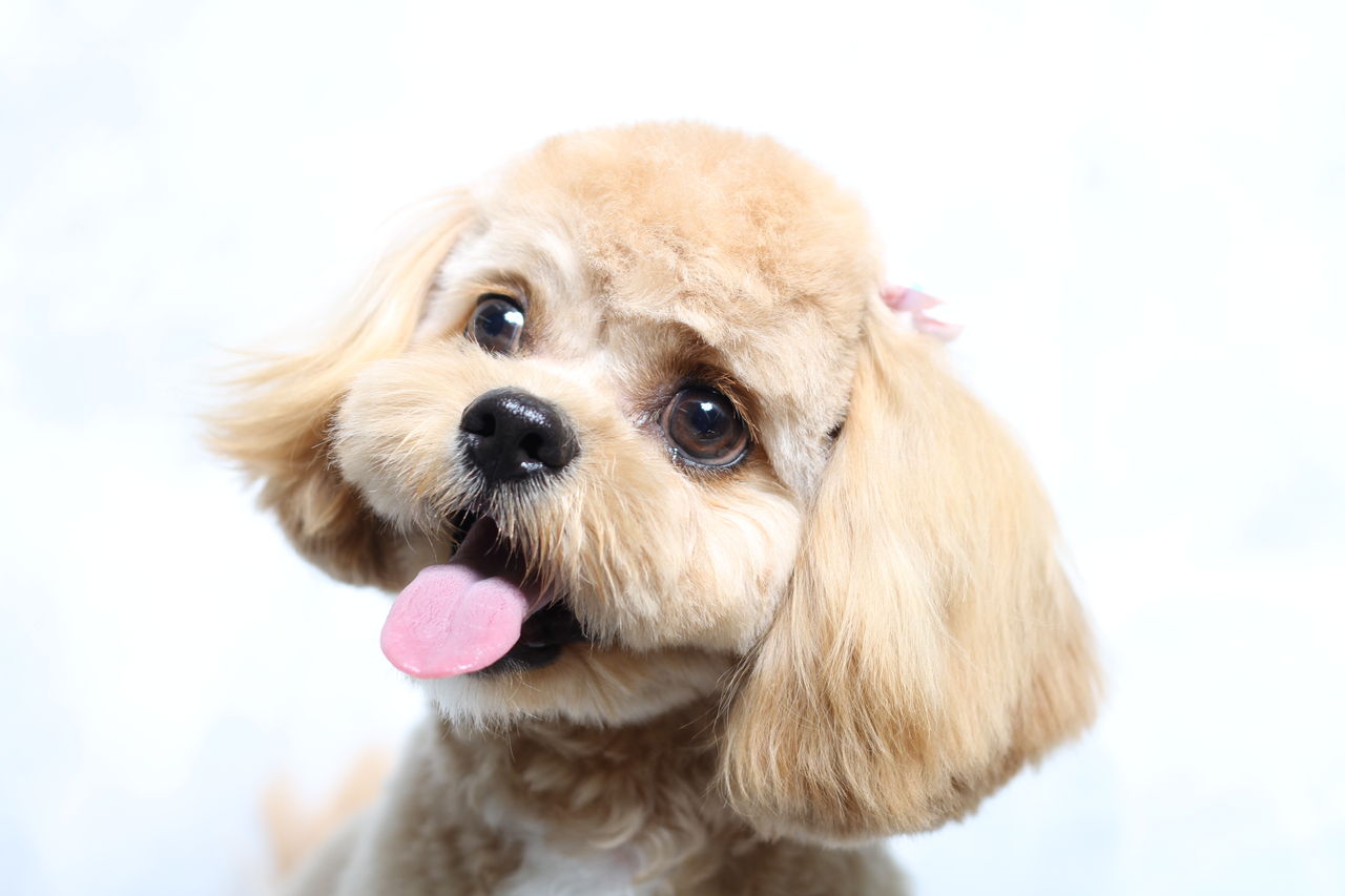 愛犬の無駄吠え防止グッズのしつけくんとフード 愛犬の無駄吠え防止グッズのしつけくんとフード