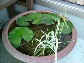 睡蓮鉢 日々雑感 睡蓮鉢 日々雑感