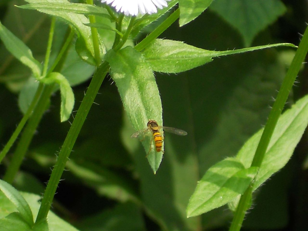 夏の庭 蜂にであう 山のくらし 高鷲からの便り