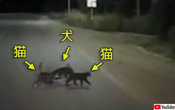 怪我を負った犬を気遣うように寄り添い、一緒に道路を渡る2匹の猫