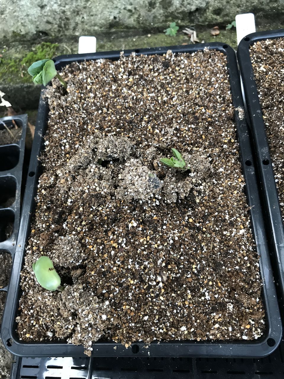 家庭菜園の様子 28日 3日 黒豆 枝豆の場所作り モモちゃんの家庭菜園 17 家庭菜園の様子 28日 3日 黒豆 枝豆の場所作り モモちゃんの家庭菜園 17