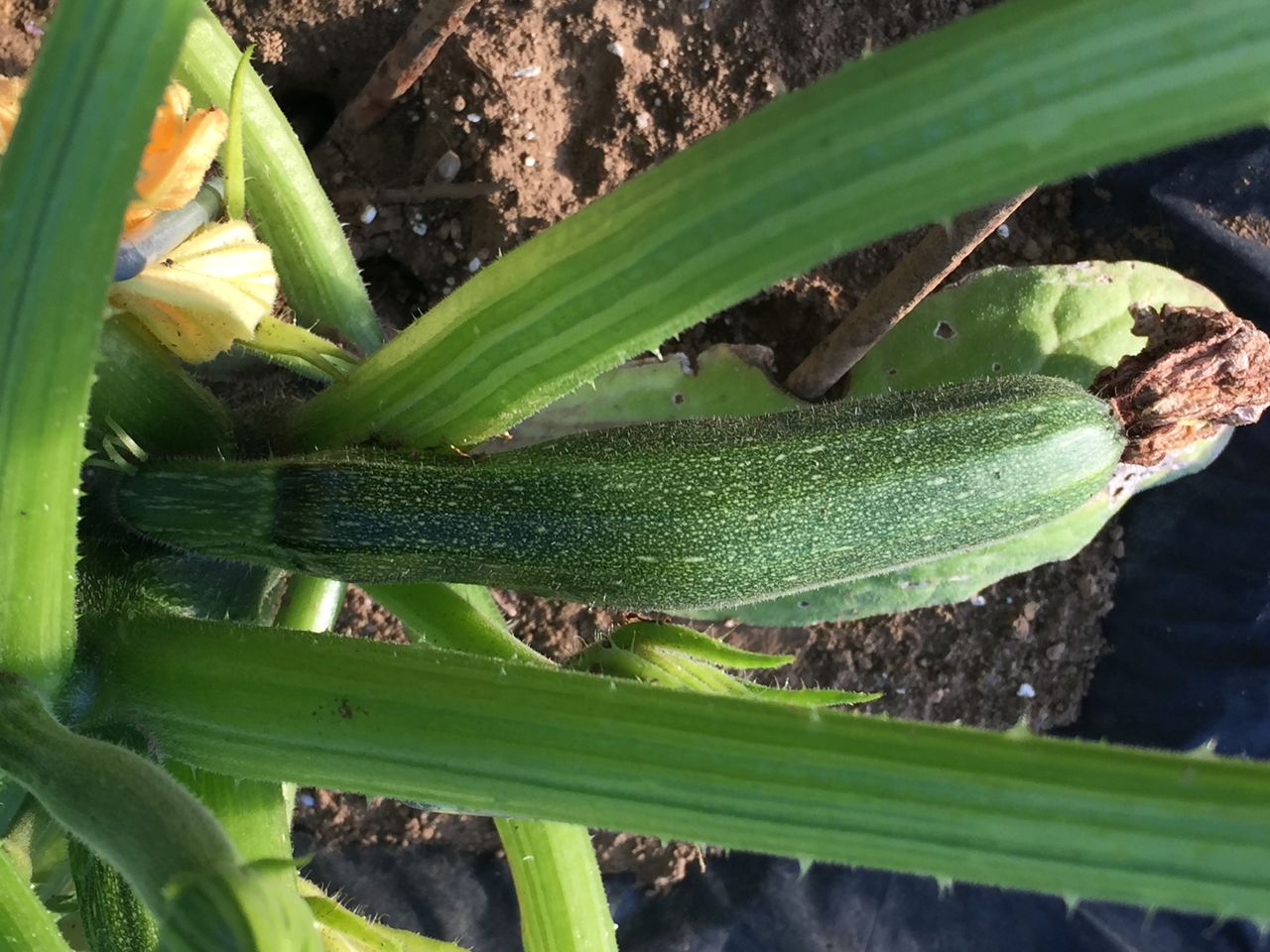 オクラの種蒔き トマトの支柱強化と剪定 他 モモちゃんの野菜栽培 2016 オクラの種蒔き トマトの支柱強化と剪定 他 モモちゃんの野菜栽培 2016