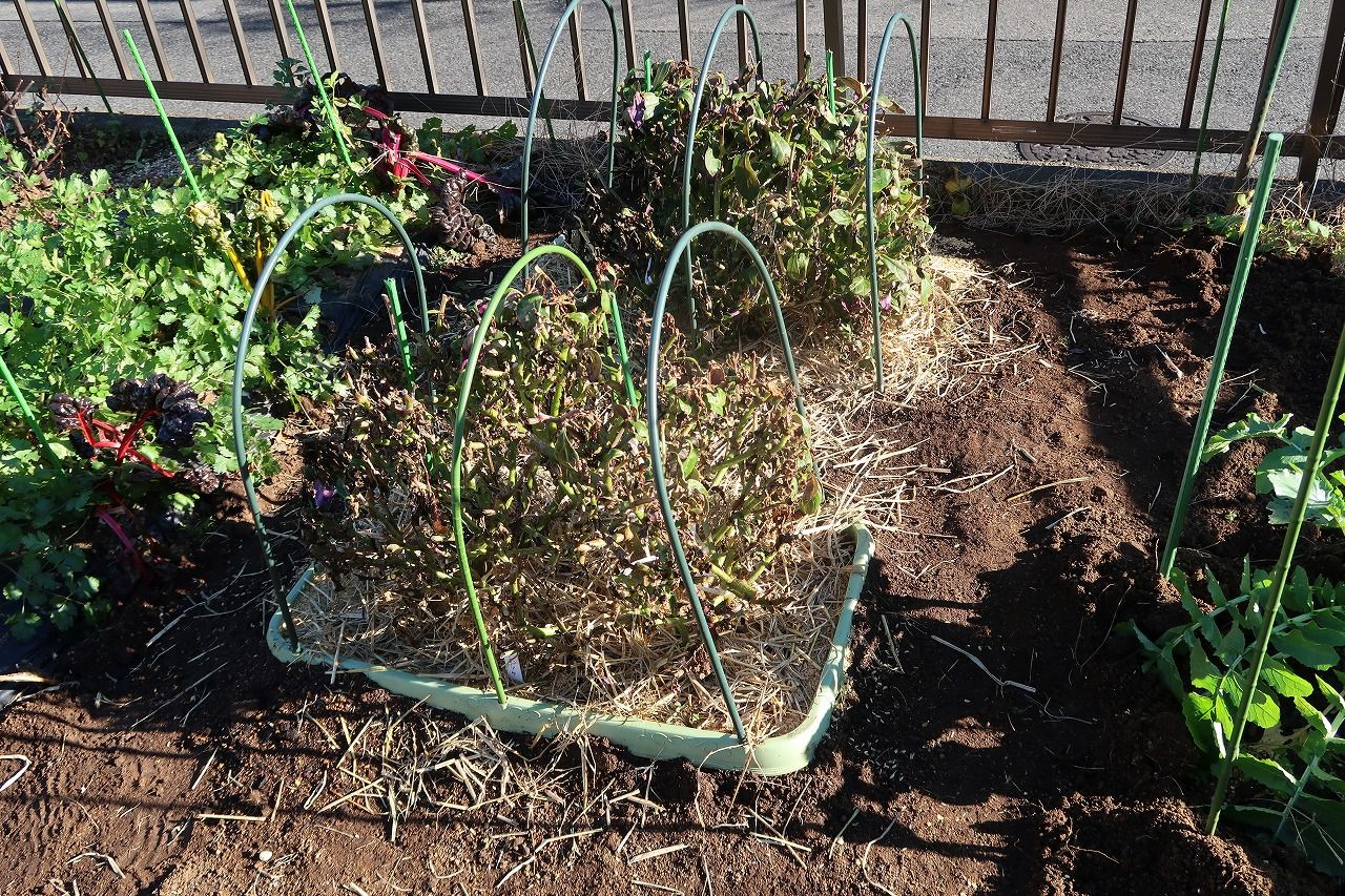 金時草の霜対策 特別寄稿 モモちゃんの野菜栽培 ２０１６